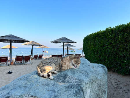 Peaceful cat layin on the Rock on the beach. Sunny sunset beach photos, incredible animals in UAEの写真素材
