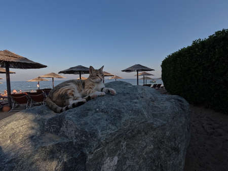 Peaceful cat layin on the Rock on the beach. Sunny sunset beach photos, incredible animals in UAEの写真素材