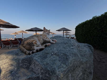 Peaceful cat layin on the Rock on the beach. Sunny sunset beach photos, incredible animals in UAEの写真素材