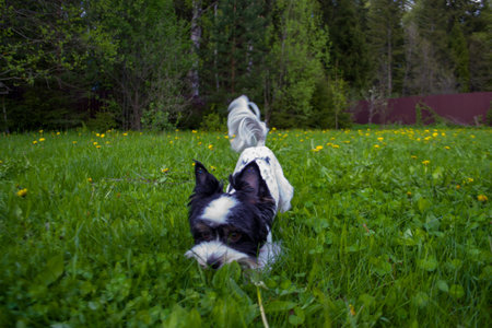 White Biewer yorkshire terrier in motion, dog running on the Green grass