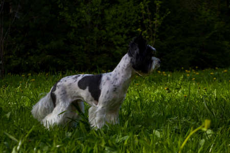 White Biewer yorkshire terrier in motion, dog running on the Green grassの写真素材
