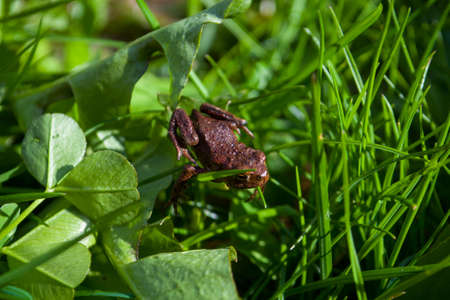 Little Brown frog sitting on grass in summertimeの写真素材