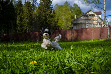 White Biewer yorkshire terrier in motion, dog running on the Green grassの写真素材