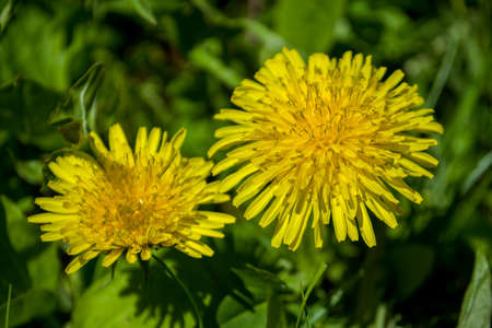 Close portrait view to Yellow dandelionの写真素材