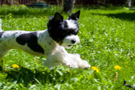 White Biewer yorkshire terrier in motion, dog running on the Green grassの写真素材