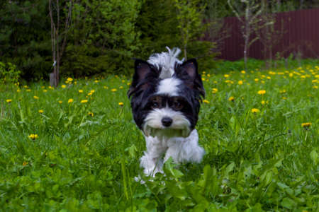 White Biewer yorkshire terrier in motion, dog running on the Green grassの写真素材