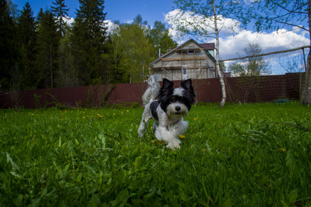 White Biewer yorkshire terrier in motion, dog running on the Green grassの写真素材