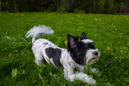 White Biewer yorkshire terrier in motion, dog running on the Green grass