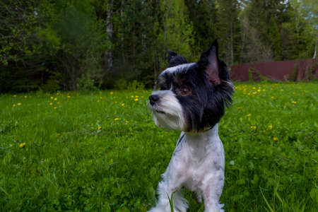 White Biewer yorkshire terrier in motion, dog running on the Green grassの写真素材