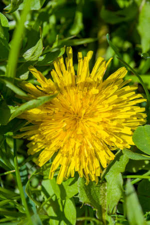 Close portrait view to Yellow dandelionの写真素材