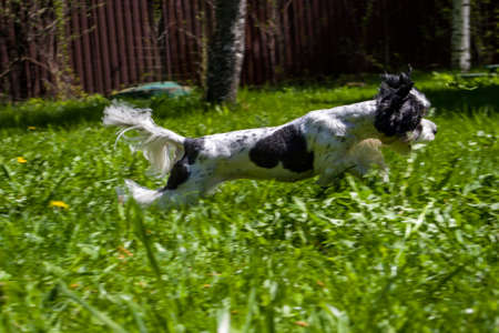 White Biewer yorkshire terrier in motion, dog running on the Green grassの写真素材