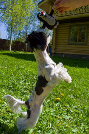 White Biewer yorkshire terrier in motion, dog running on the Green grassの写真素材