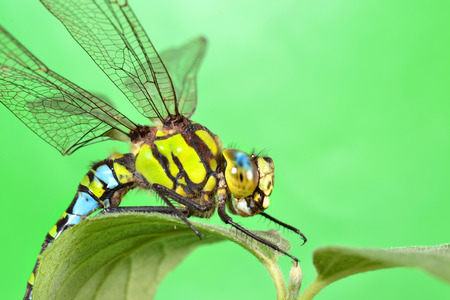 portrait of a dragonfly on a green leafの写真素材