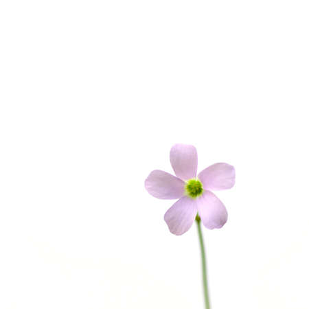 pink beautyfull spring flower with soft focusの写真素材