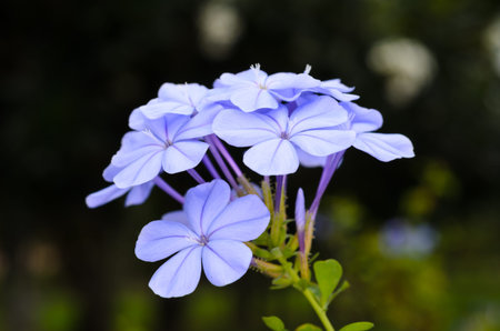 closeup of Plumbago flowersの写真素材