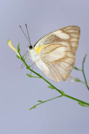 Closeup of butterfly with fog background, very selective focus.の写真素材