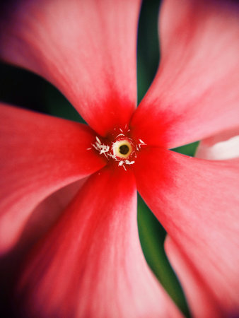 Closeup of red flower