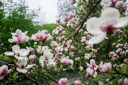 Magnolia tree blossom, magnolia bud.blue sky through the cherry flowers, blossoming fruit trees and flying bees around the flowers the sun through the cherry flowersa. pink magnolia treeの写真素材