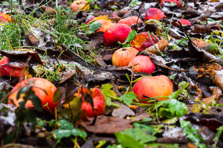 Fallen Fruits Amid Damp Surroundings, Decomposing Apples And Leaves Creating Rustic Autumn Sceneの写真素材