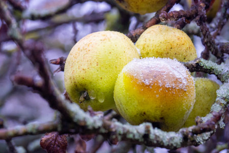Icecovered Branches With Yellow Fruits, Winter Morning Showcasing Frozen Apples And Icy Twigsの写真素材