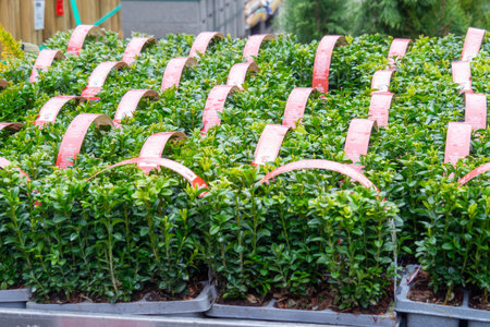 Uniformly Trimmed Boxwood Hedges With Handles And Pink Labels For Landscaping Brno, March 21, 2026.