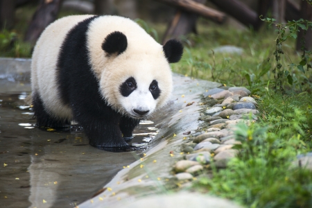 pandaの写真素材