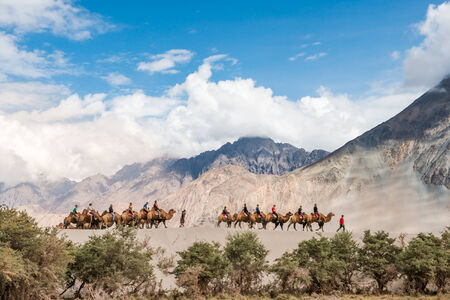 camels in the desertの写真素材