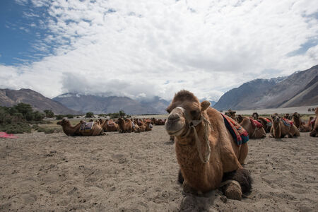 camels in the desertの写真素材