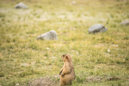 A Marmotの写真素材