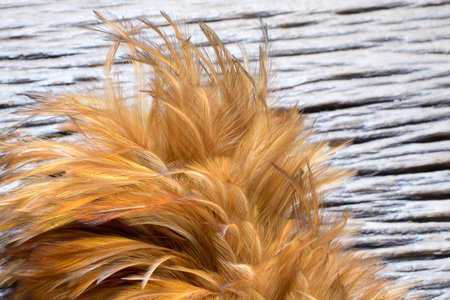 Close up Feather duster detail on wood background