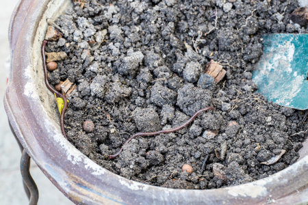 earthworm in jardiniere for plan tree