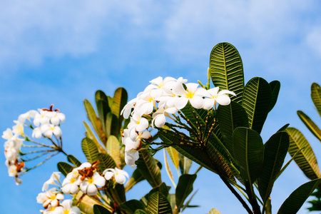 White plumeria on the plumeria tree. On blue skyの写真素材