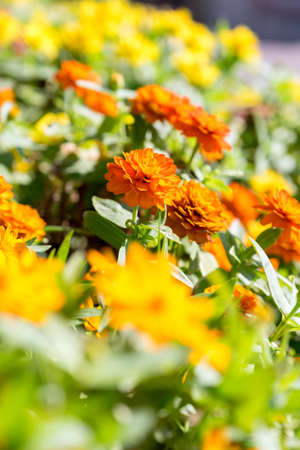 Colorful Flower gardenの写真素材