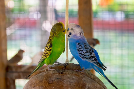 Pair lovebirdsの写真素材