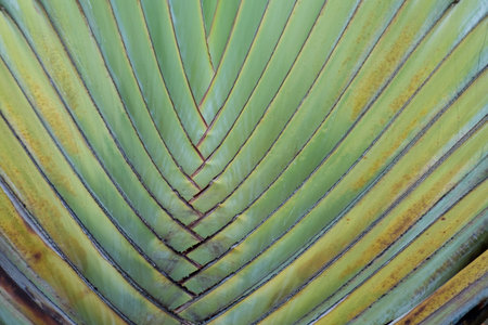 ravenala detail background texture
