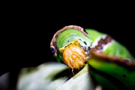 Caterpillar Oleander Hawk-moth (Daphnis nerii) on blackの写真素材