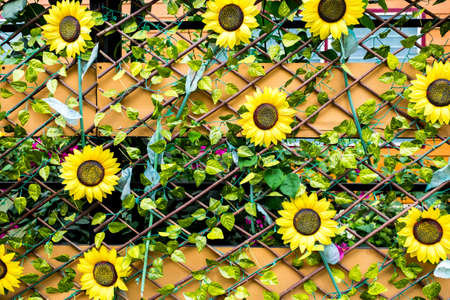 yellow sunflowers on backgroundの写真素材