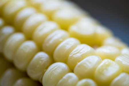 Corn seeds texture, agricultureの写真素材