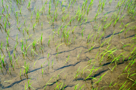 young rice are growing in the paddy fieldの写真素材