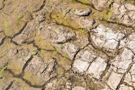 Cracked dry land with waterの写真素材