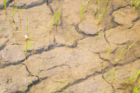 Cracked dry land with waterの写真素材