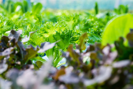 Close up fresh red coral lettuce vegetable in hydroponic farmの写真素材