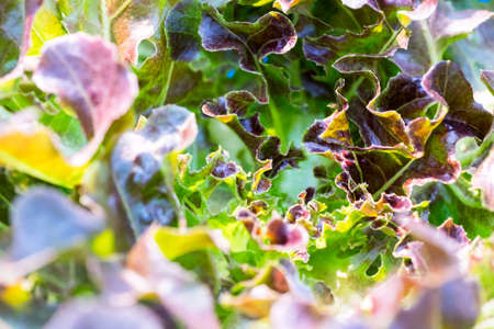 Close up fresh red coral lettuce vegetable in hydroponic farmの写真素材