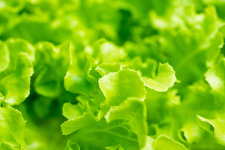 Fresh butterhead salad lettuceの写真素材