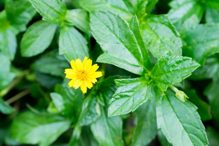 Spring background with beautiful yellow flowersの写真素材