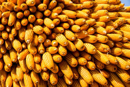 Dried corn backgroundの写真素材