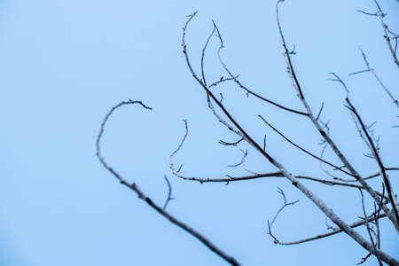 Branches on the clear sky background in silhouette styleの写真素材