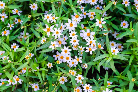 white flowers.
