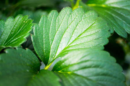 Strawberry leaves macro DOFの写真素材