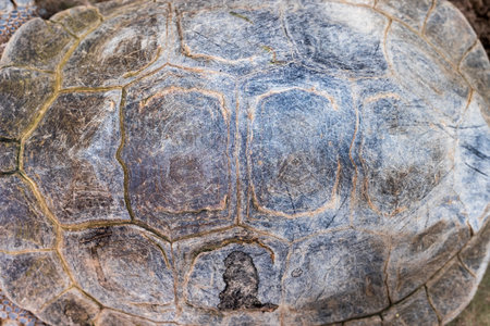 Texture of Turtle carapace.の写真素材